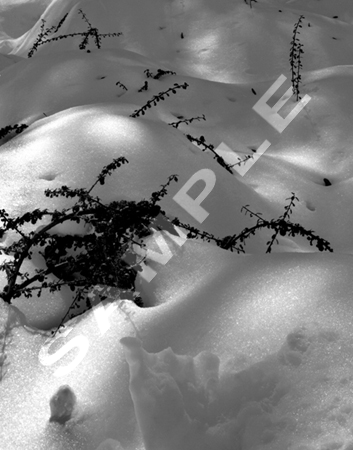 Silent Winter